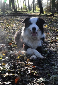 Hond